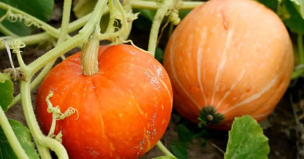 How to Harvest Pumpkins