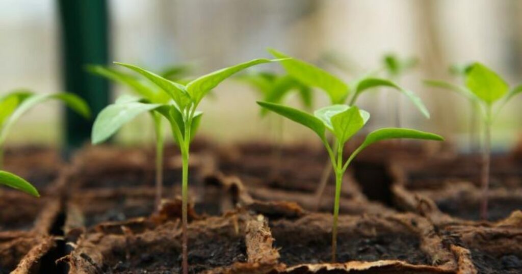  Indoor Plant Seedlings