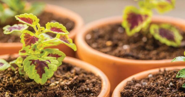 Indoor Plant Seeds