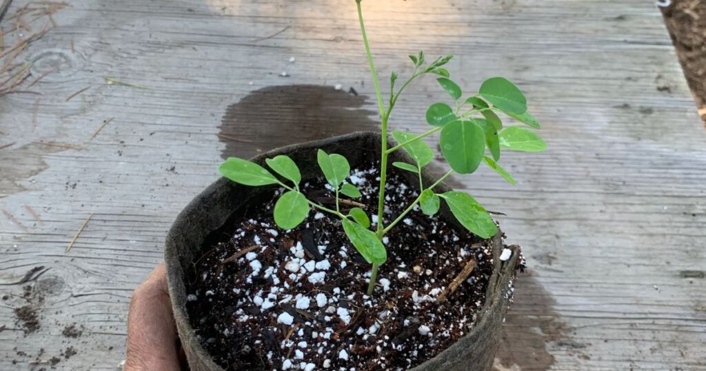 Choosing and Planting Moringa Seeds