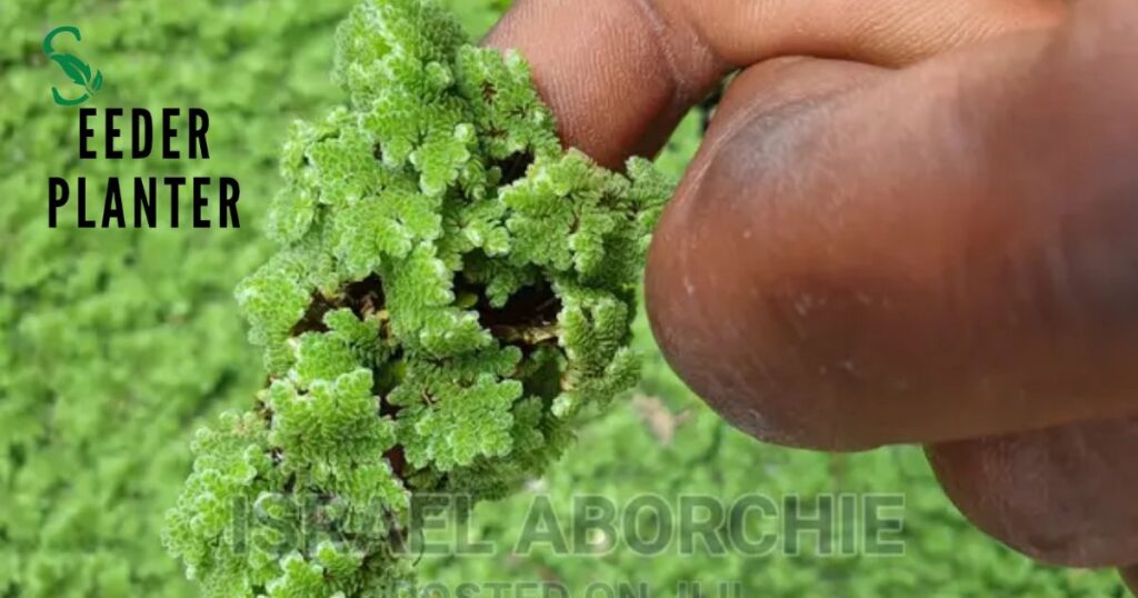 Azolla Plant Seeds: