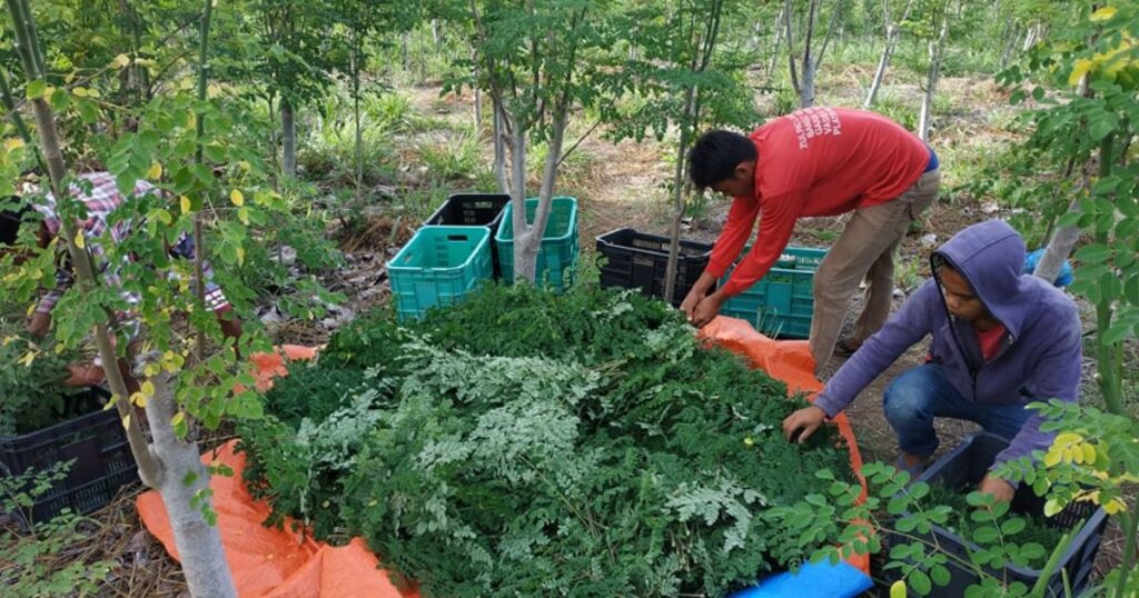 Harvesting Moringa: From Seeds to Leaves