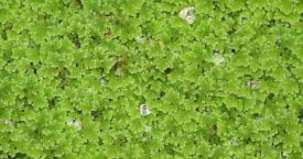 How to Grow Azolla Plant Seeds (Spores)