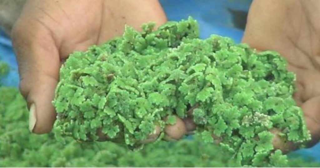 The Future of Azolla Plant Seeds in Sustainable Agriculture