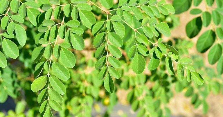 Planting Moringa Seeds