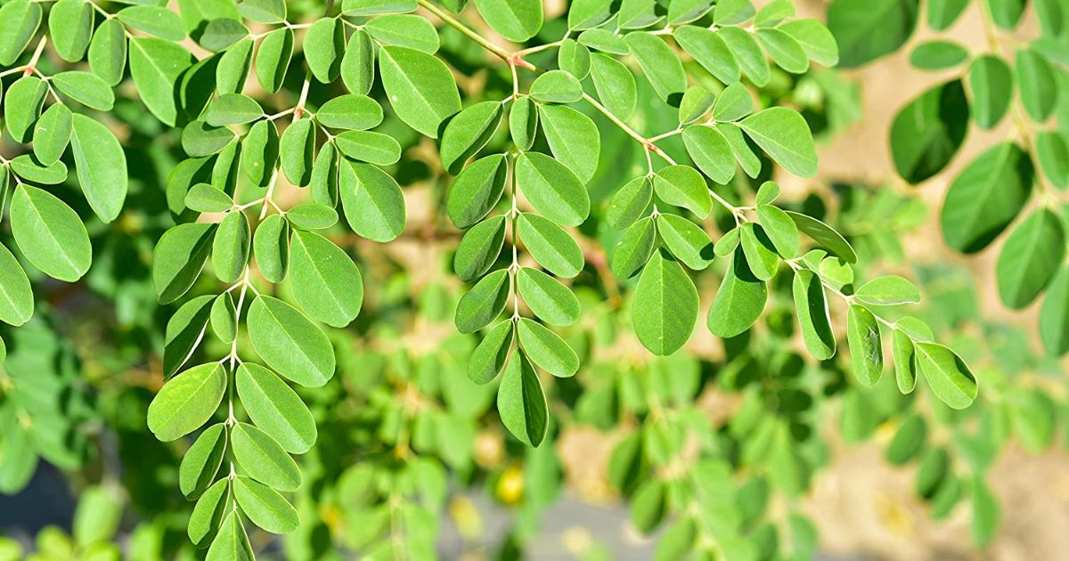 Planting Moringa Seeds