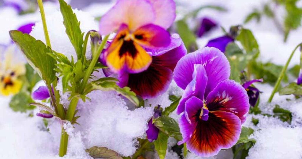 Pansy Care Throughout the Season