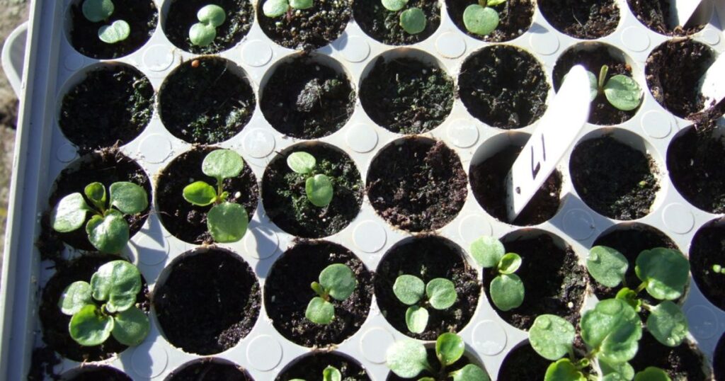 Pansy Seed Germination Secrets