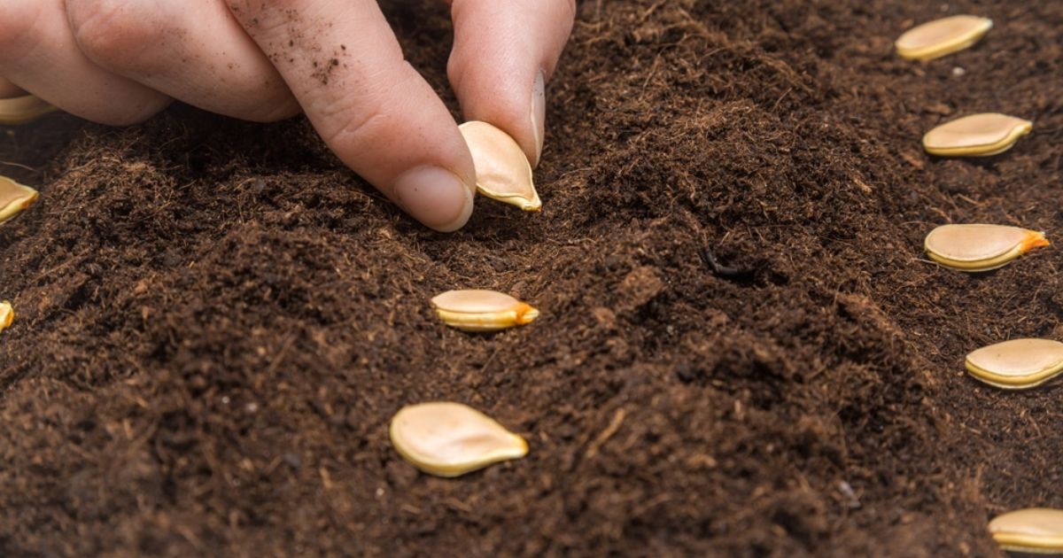 Plant Pumpkin Seeds