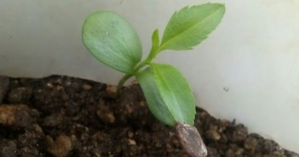 How Do You Germinate Apple Seeds?