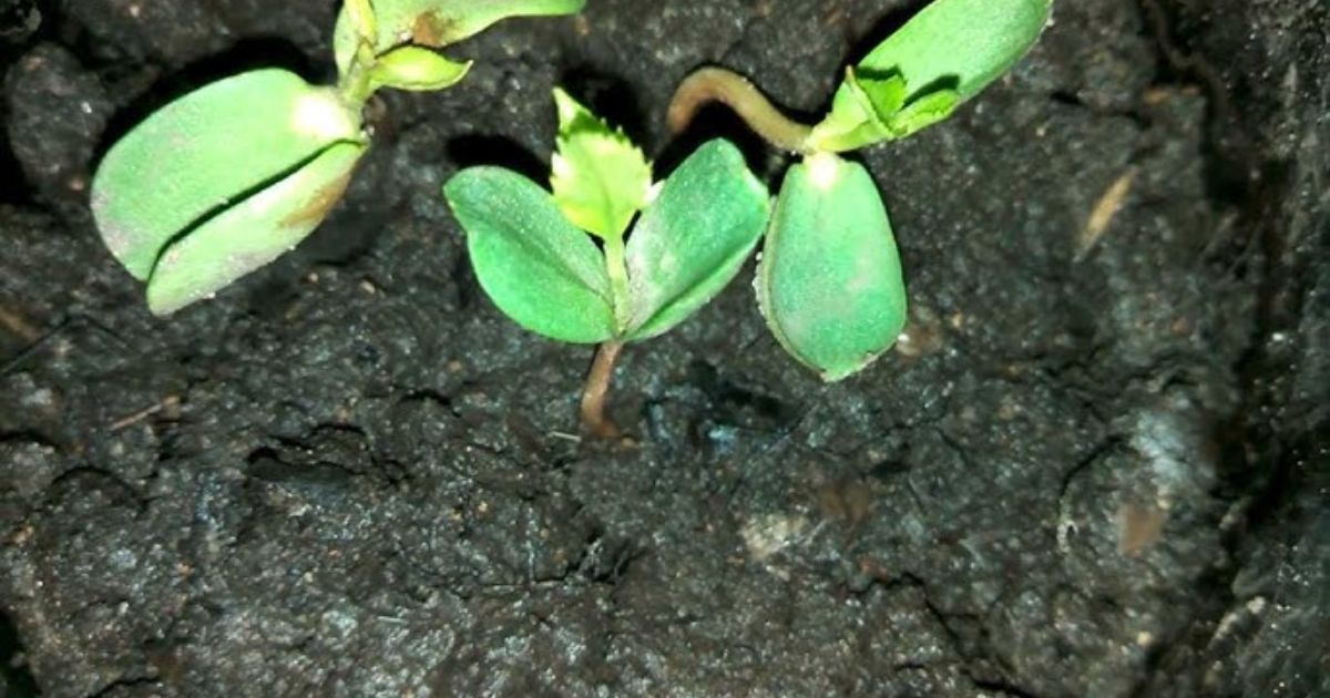 Planting Apple Trees from Seed