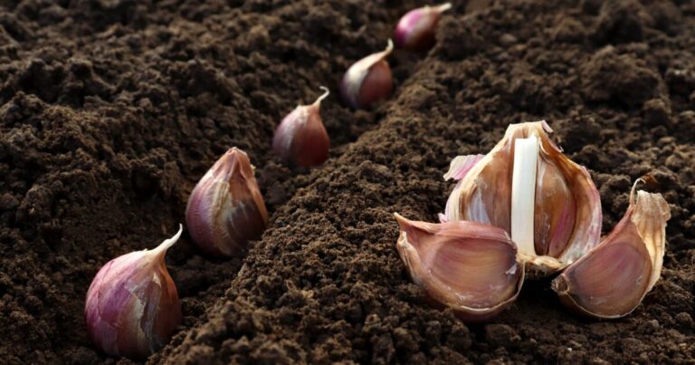 Planting Garlic Seeds