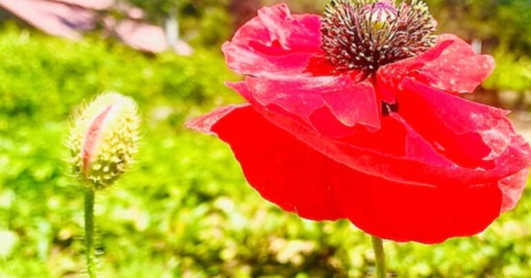 The Ultimate Guide to Planting Poppy Seeds: Timing, Locations, and Care