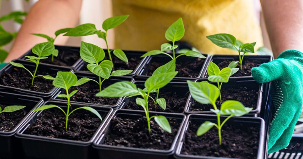 Planting Seedlings The Final Step