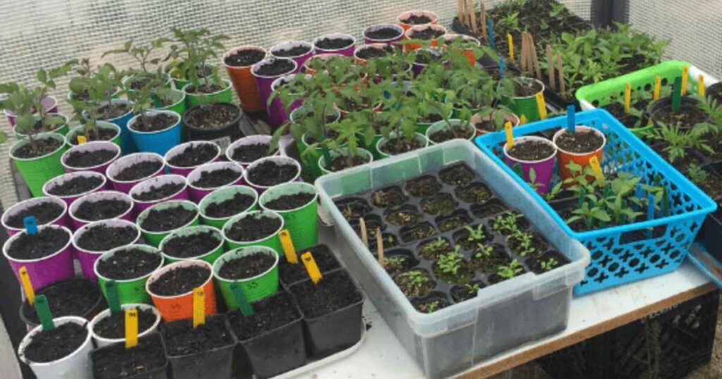 Seed Starting Containers