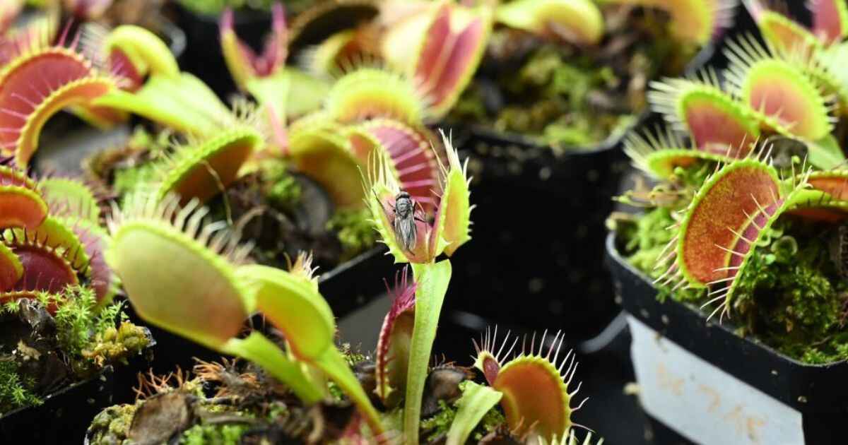 Planting Venus Flytrap Seeds