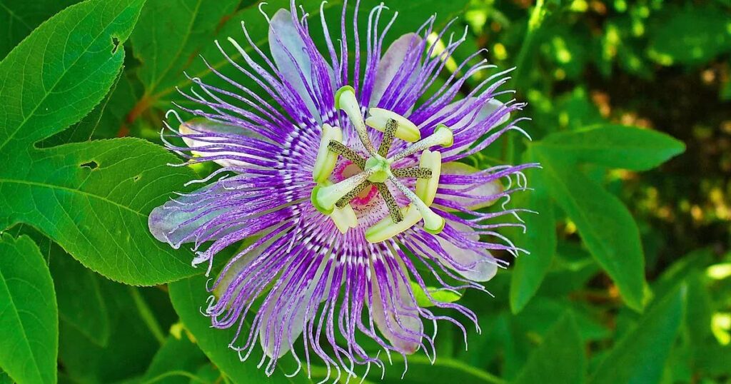 Passiflora