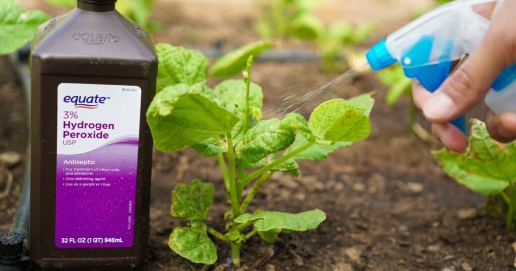 Seed Starting Hack Hydrogen Peroxide