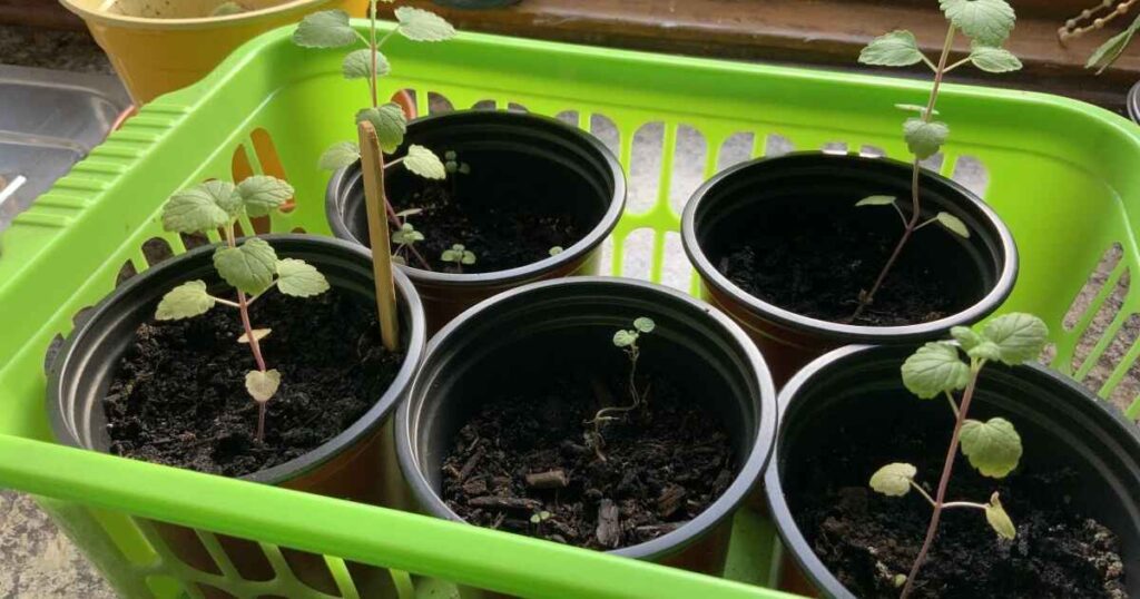 Sowing Catnip Seeds in Winter 