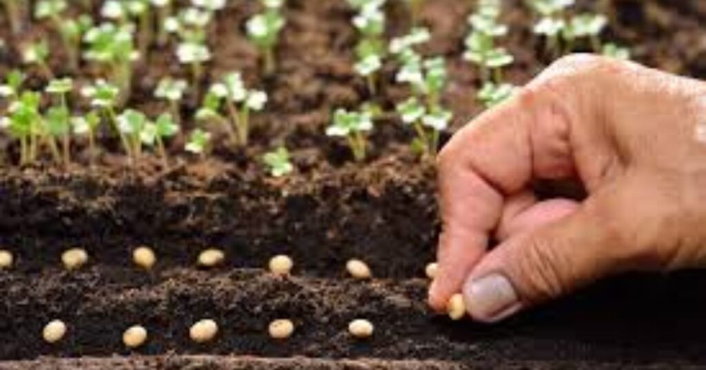 5 Bible Verses About Sowing Seeds