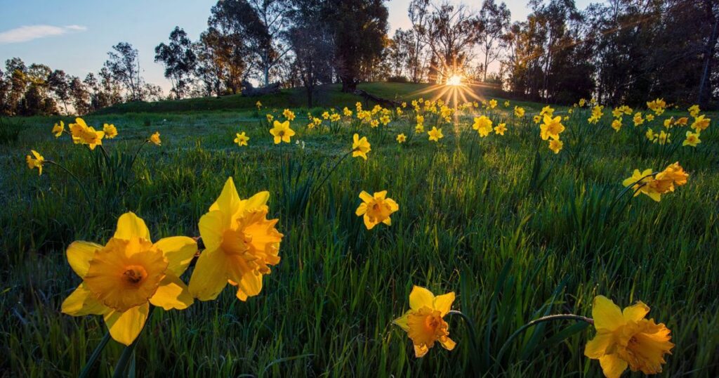 Growing Tulips and Daffodils in Zone 6B 