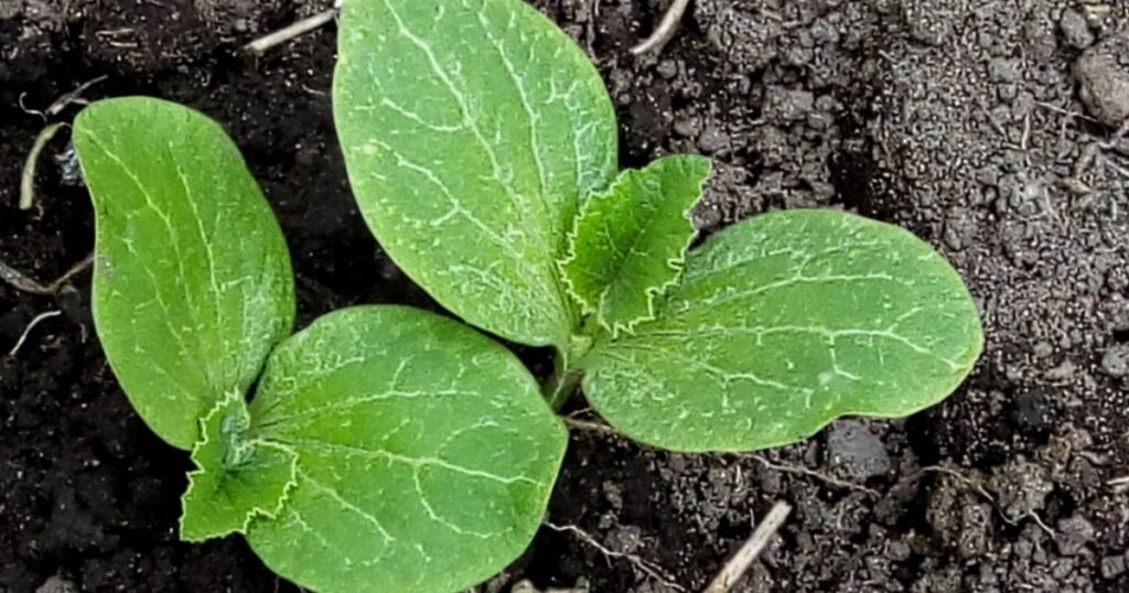 How to Plant Pumpkin Seeds