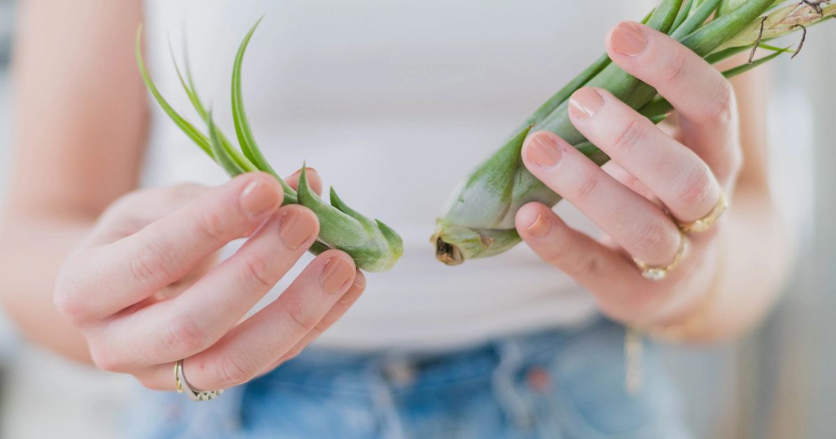 harvest air plant seeds