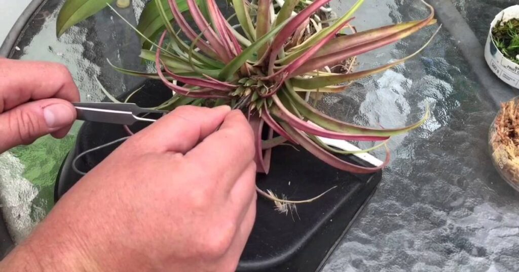 Sowing Your Future Air Plants