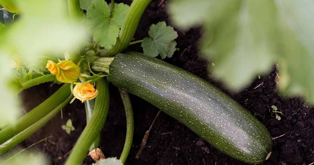 Sowing and Reaping Through the Zucchini Harvest