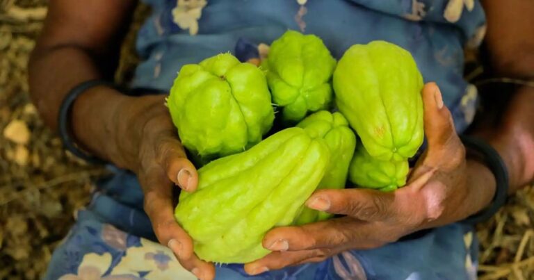 Versatility of Chayote