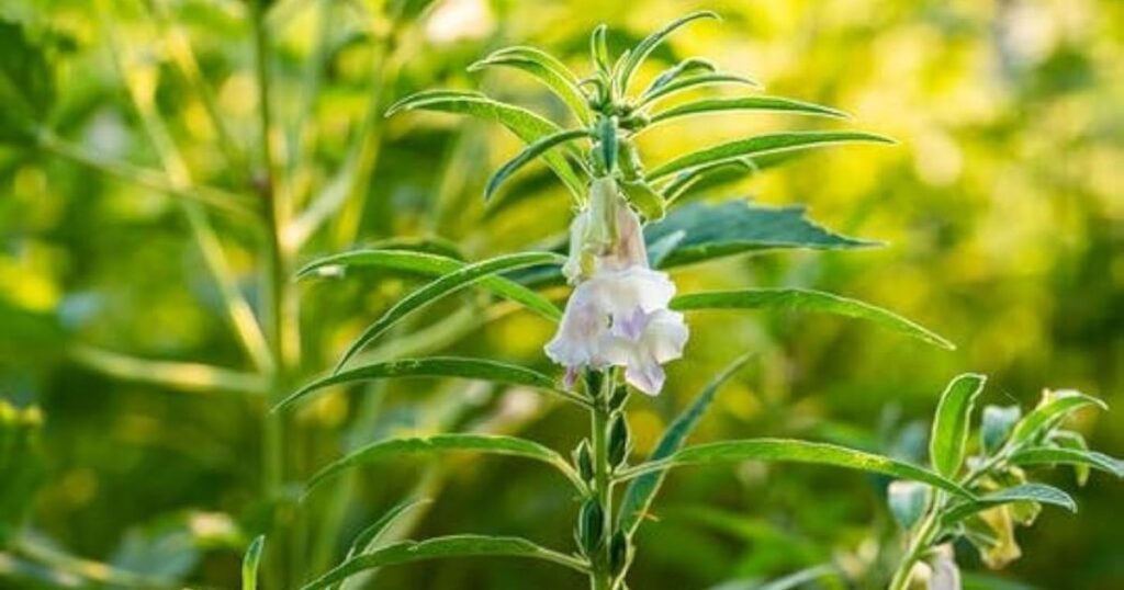 How to Get Sesame Plants to Bloom