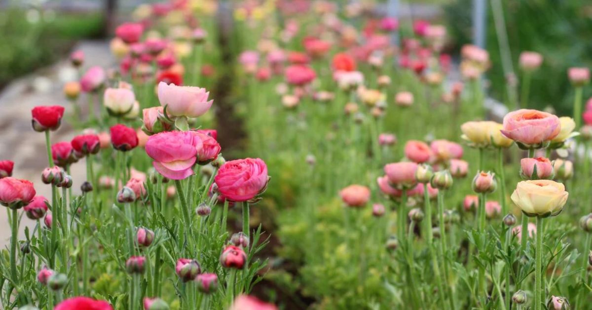 when to plant ranunculus zone 6