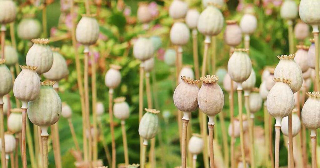 When to Plant Poppy Seeds 