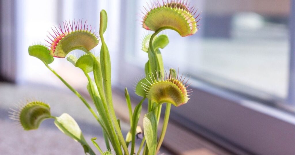 Where Should I Buy My Venus Flytrap Seeds?