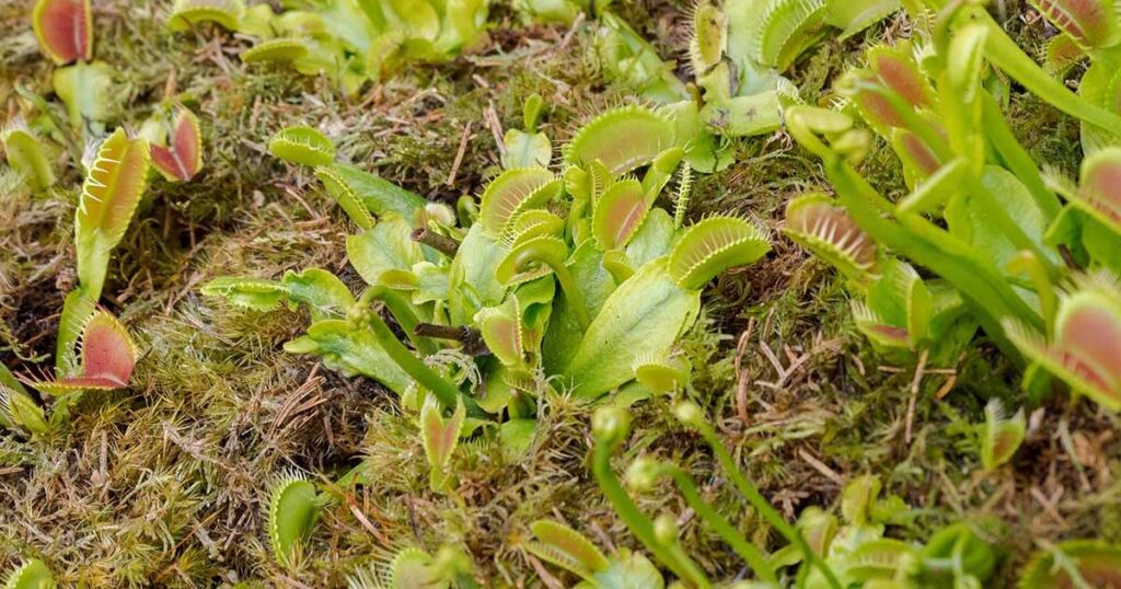 Why Grow Venus Flytraps From Seeds