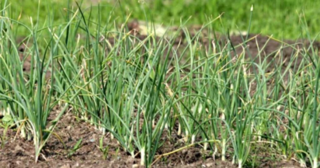 Why Should You Grow Garlic From Seed