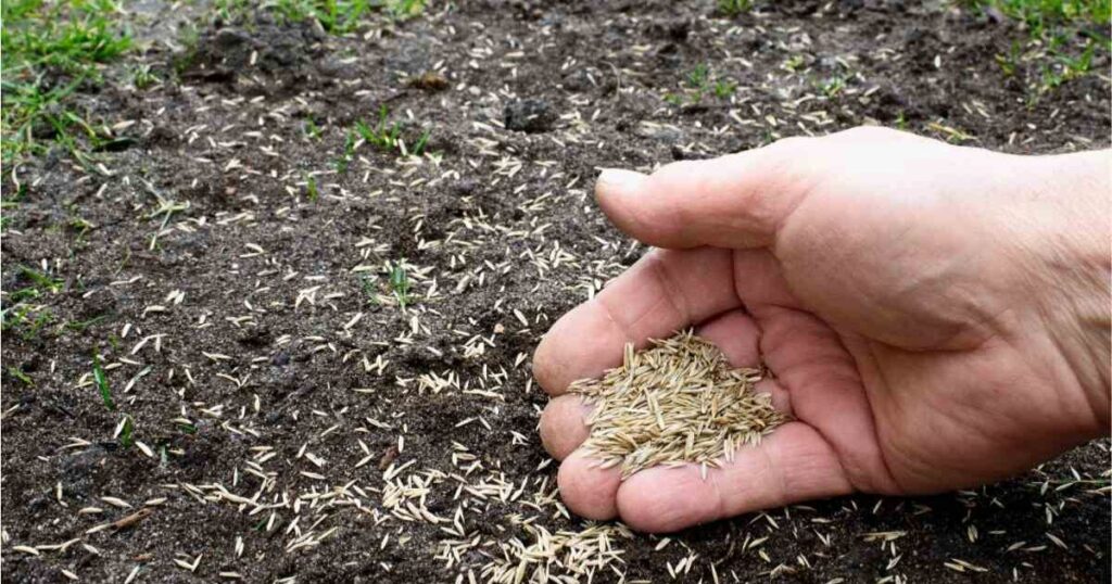 Why the Best Time to Plant Grass Seed Differs