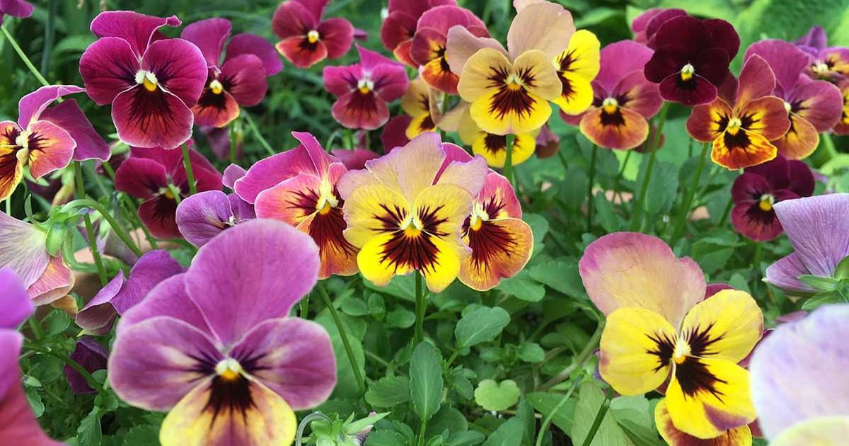 pansy seeds from plants