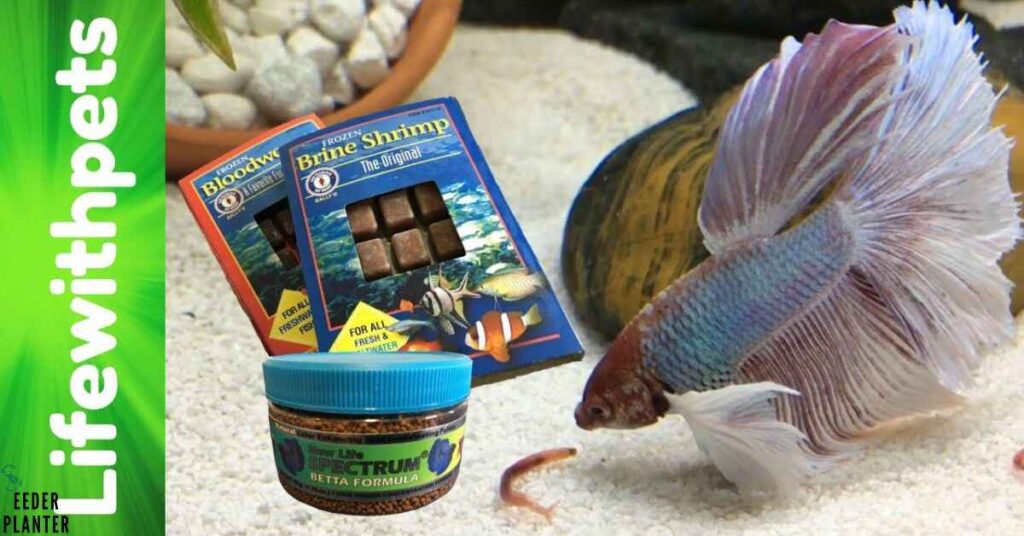 Betta Fish Diet Overview