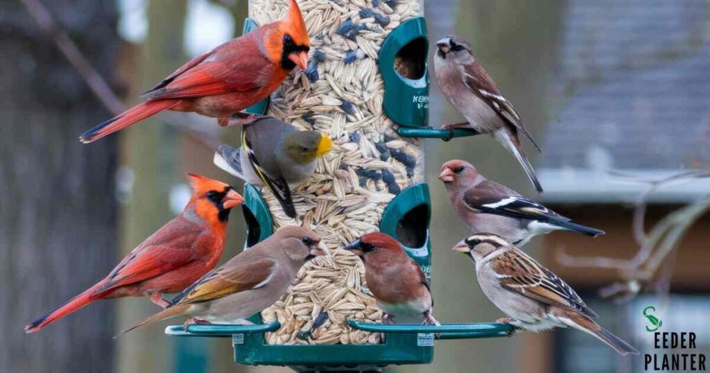 Birds That Eat Safflower Seeds