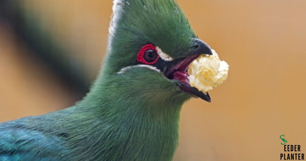 Birds and Popcorn