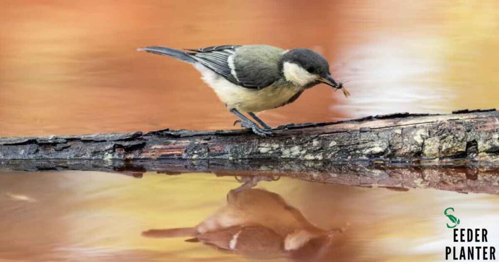 Birds as Mosquito Predators