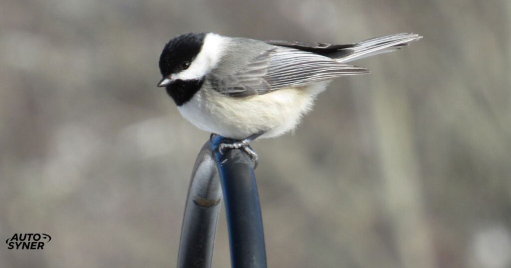 Black-Capped Chickadee The Iconic Songster