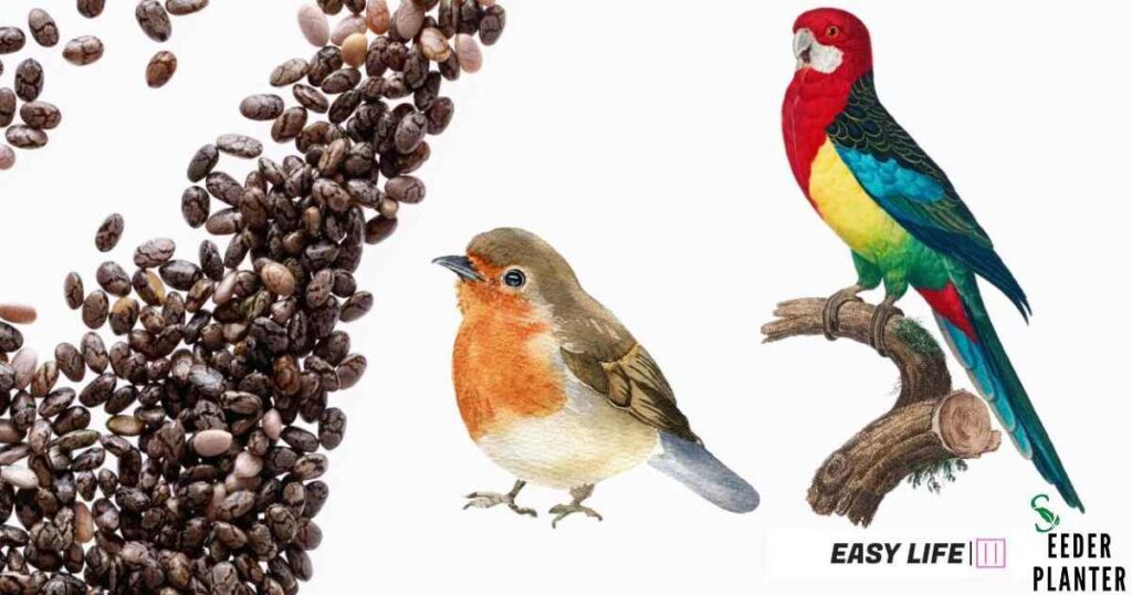 Can Birds Eat Chia Seeds: The Definitive Answer