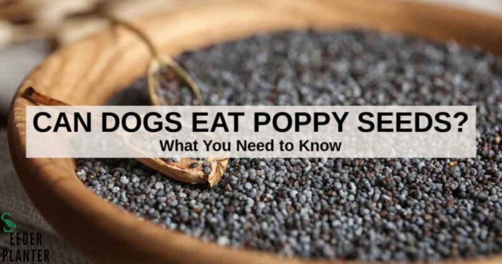 Can Dogs Have Food with Poppy Seeds?