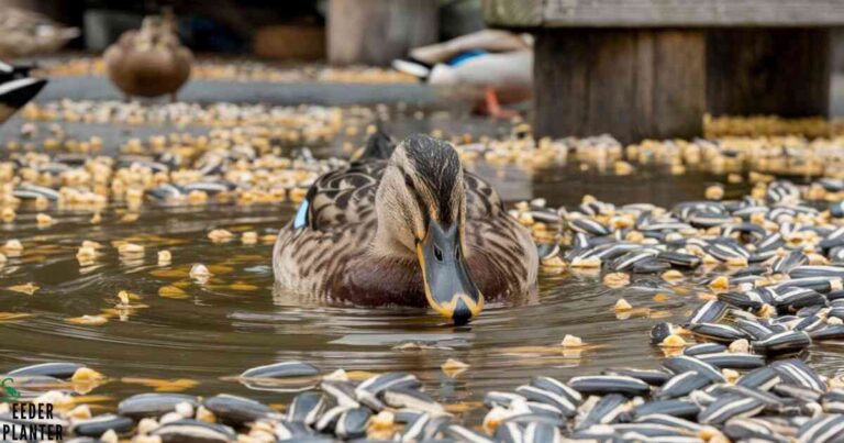 Can Ducks Have Sunflower Seeds? A Complete Guide to Feeding Ducks