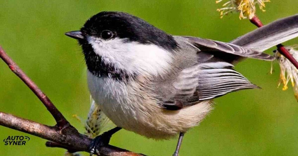 Chickadee Birds