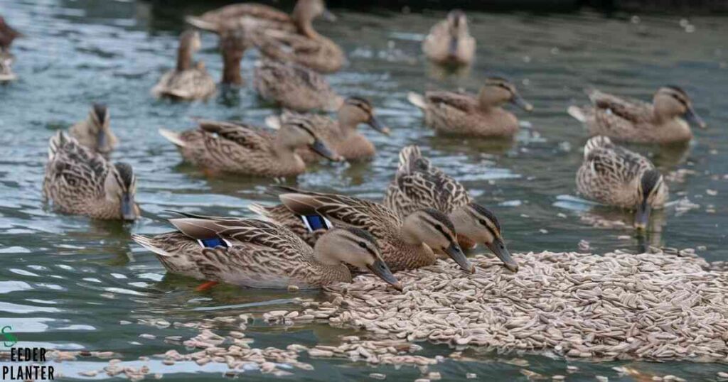 Ducks and Sunflower Seeds