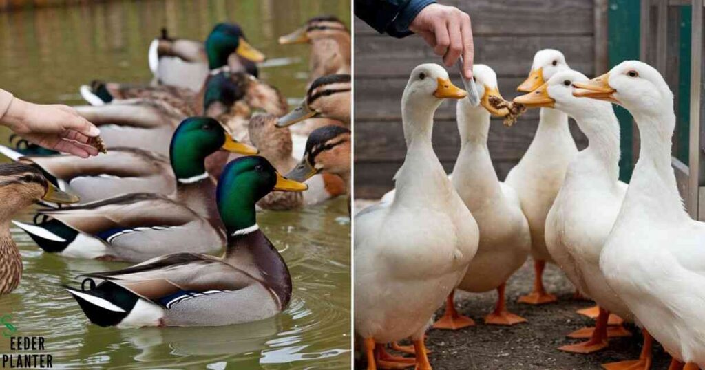 Feeding Wild Ducks vs. Domestic Ducks