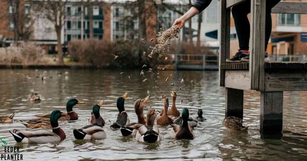 How to Feed Sunflower Seeds to Ducks